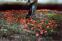 Paul Caponigro, Camelia Tsubaki, Kyoto, Japan