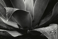 Brett Weston, Untitled [botanical abstraction, century plant]