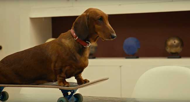 Wiener Dog 4