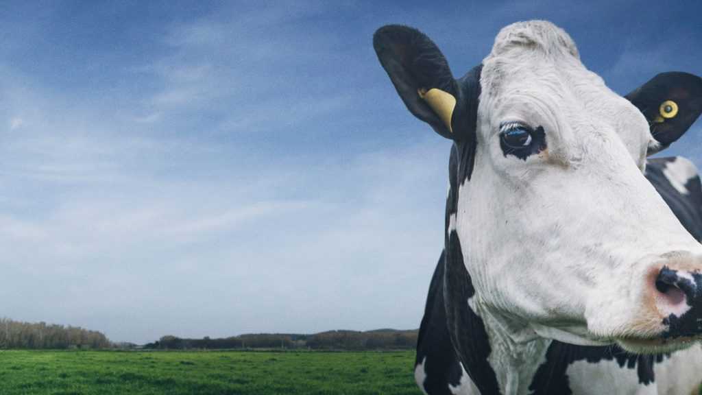 Cow 12