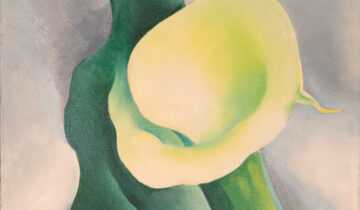 Cropped Calla Lily