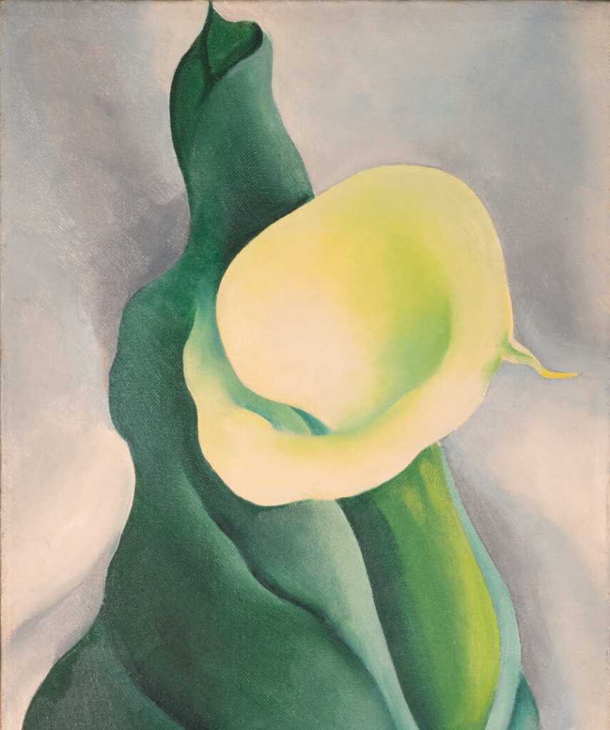 Cropped Calla Lily