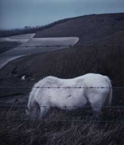 White Horse