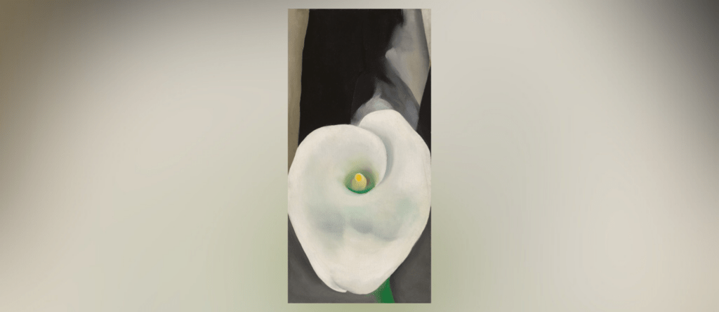 calla lily for alfred cropped