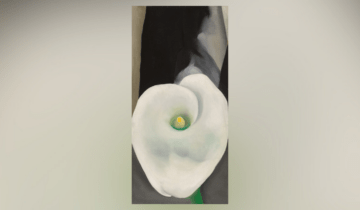 calla lily for alfred cropped