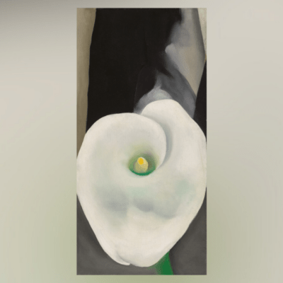 calla lily for alfred cropped