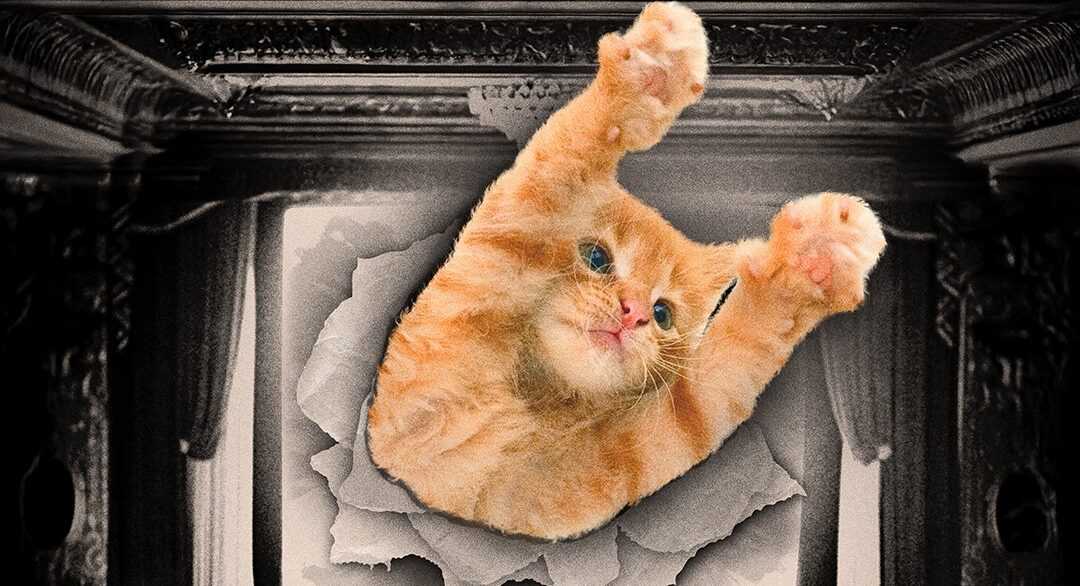 A film poser for CatVideoFest 2025