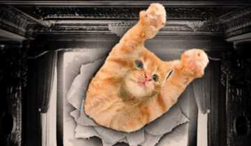 A film poser for CatVideoFest 2025