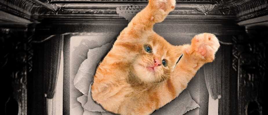 A film poser for CatVideoFest 2025