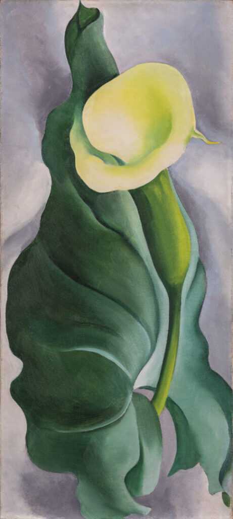 calla lily