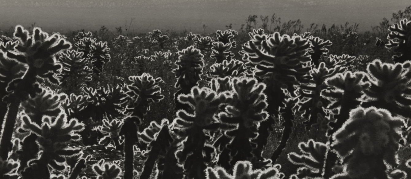 cactus | Brett Weston