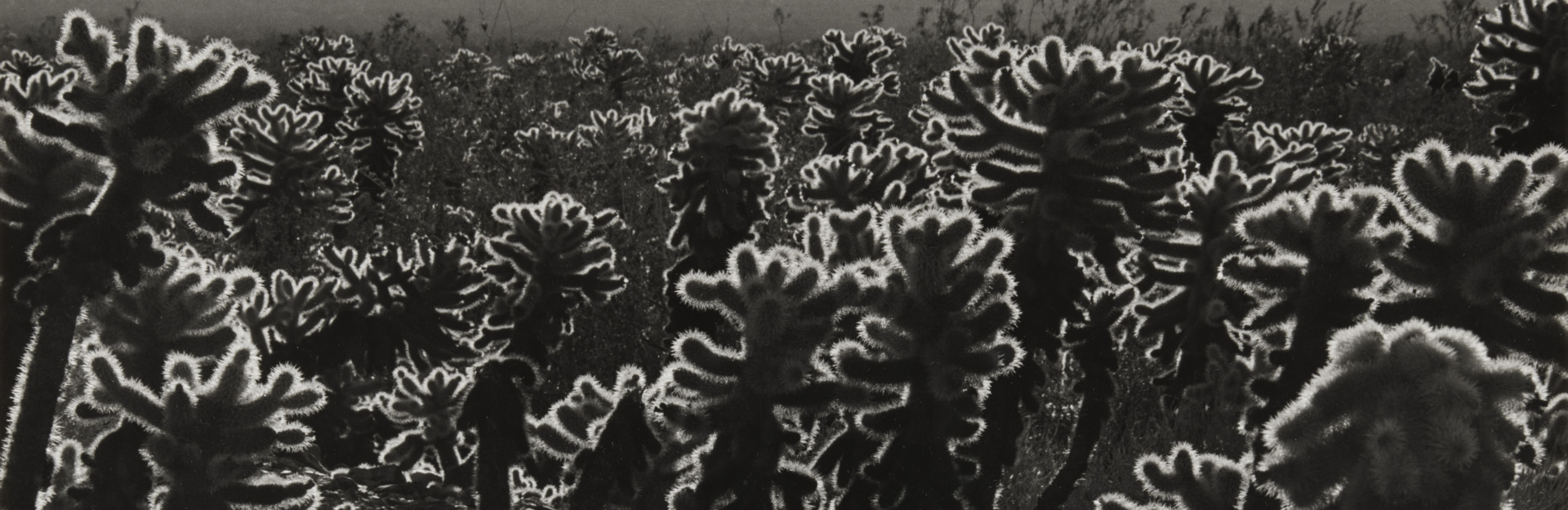 cactus | Brett Weston