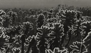 cactus | Brett Weston