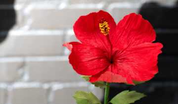 flora de maga