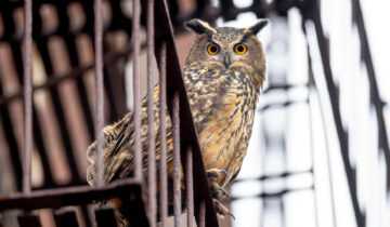 A film still from Wild Inside