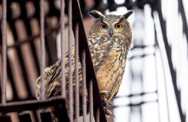 A film still from Wild Inside